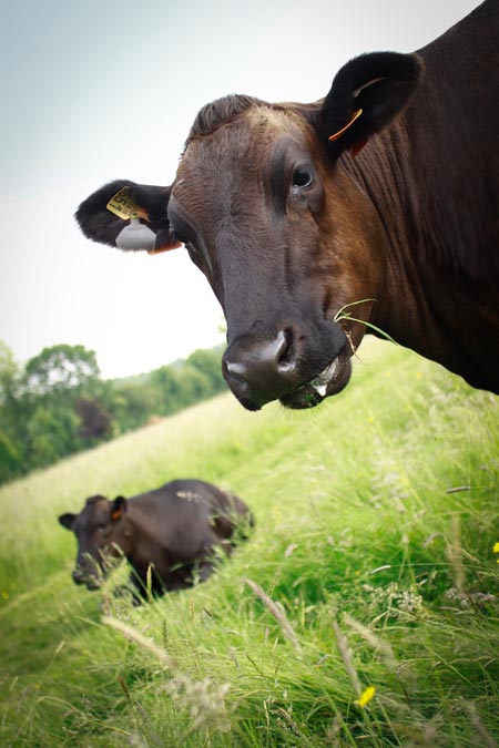 L'élevage du bœuf Wagyu en France