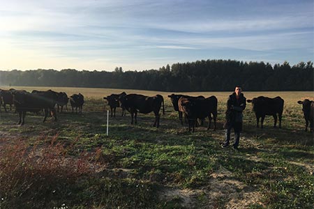 L'élevage du bœuf Wagyu