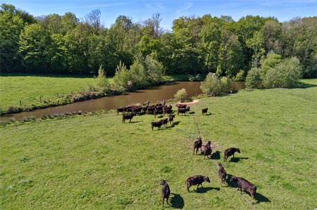 L'élevage du bœuf Wagyu