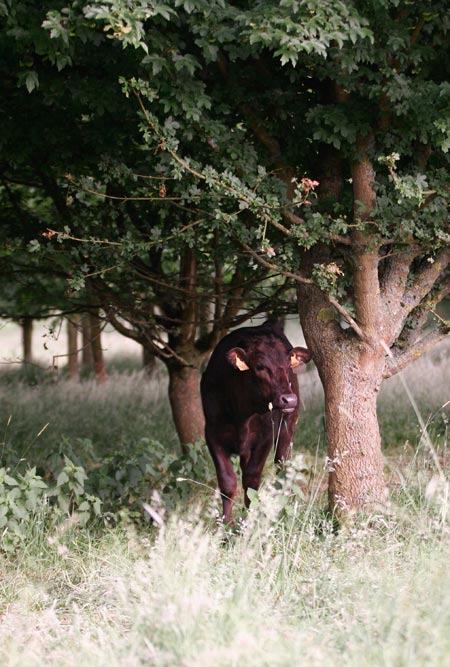 breed of wagyu possesses the remarkable advantage