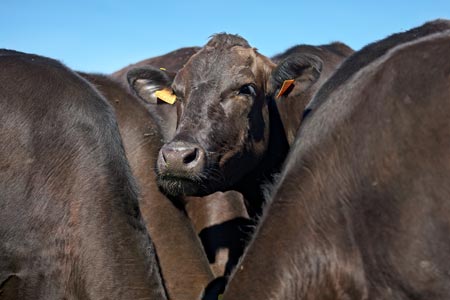 Où trouver de la viande de kobe