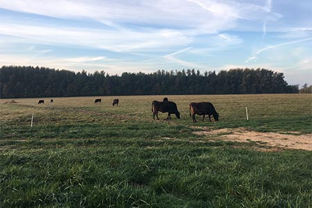 Où trouver de la viande de Wagyu