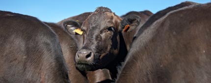 ou trouver de la viande de kobe