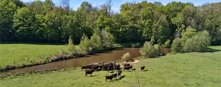 Kobe beef farming