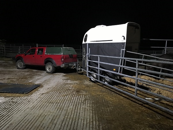 Transport du boeuf wagyu